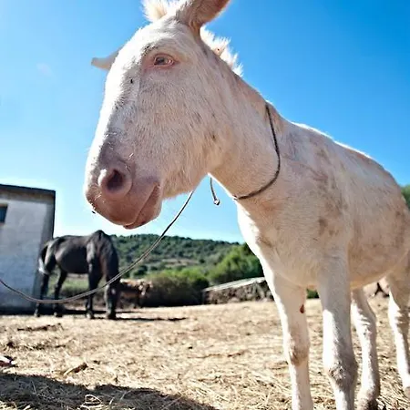 Su Nuragheddu Galtellì