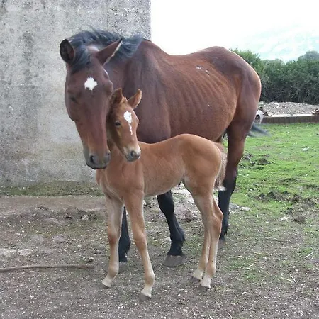 Séjour à la ferme Agriturismo Su Nuragheddu *