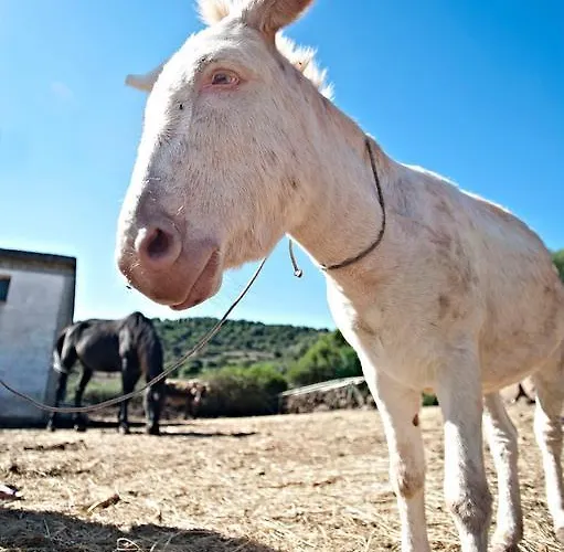 Su Nuragheddu Galtellì