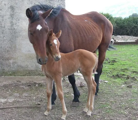 ファームステイ Su Nuragheddu *